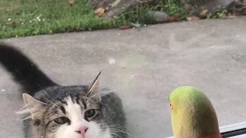 Cat and parrot playing