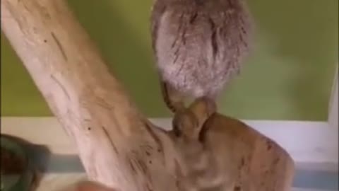 funny owl dropped its feather