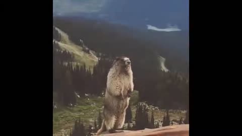 Funny animal screaming meme!!