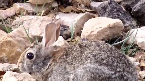 A Davis Mountains cottontail rabbit enjoying a meal in the rocks of west Texas USA.