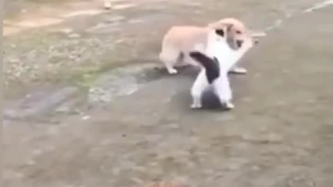 New funny dog and cat animals video's