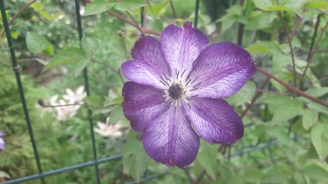 Clematis in the wind