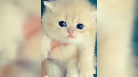 Cute 🥰 cat 😺