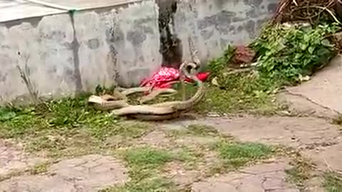 3 Snak Fighting To Eachother