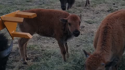 Fun on the Farm - First Calfs