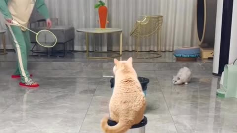 Cat badminton 🤣🏸