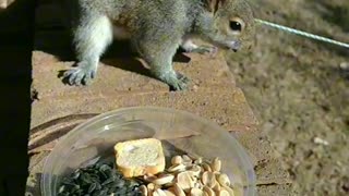 Squirrel reactions with the almond!!!