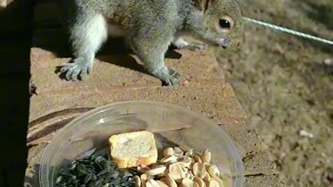 Squirrel reactions with the almond!!!