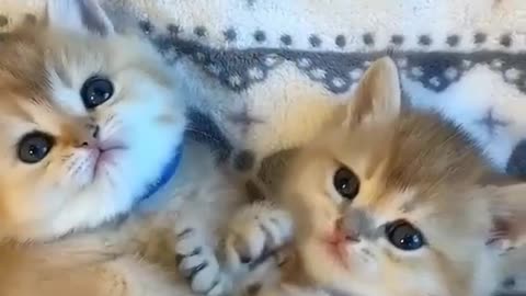 Funny kitten|cats Fanny video