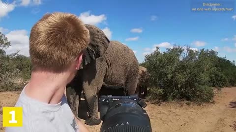 Top 12 INCREDIBLE Wild Elephant Encounters