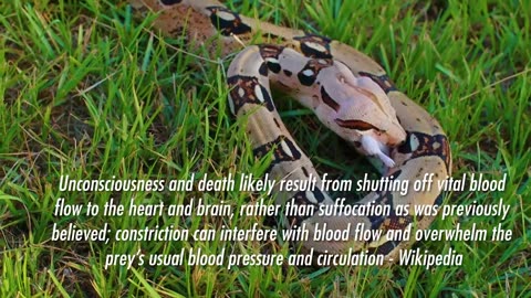 Snake feeding | Snake eats live animal | Red tail Boa constrictor