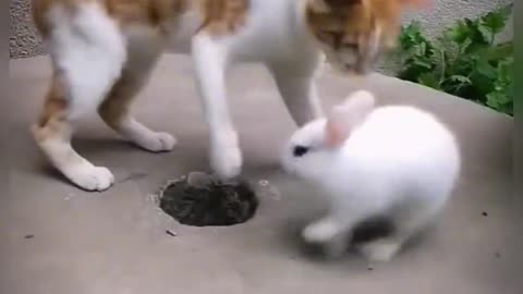 Rabbit vs cat funny fight