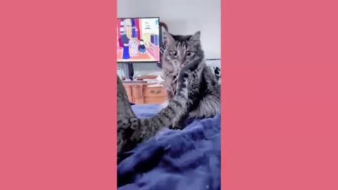 Funny Cats And Dog 42