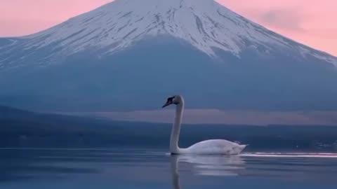 Swan with Mount Fuji in the background