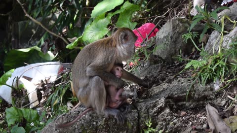 Group of Monkeys Feeding including a Baby Monkey near a Resort. This and That Florida USA