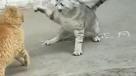 Cat v/s cats fighting video