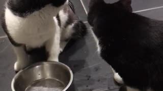 Kitten sneaks treat’s out of Her sisters food bowl.