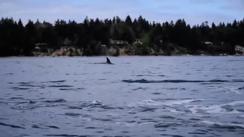 Orcas and The Kayakers