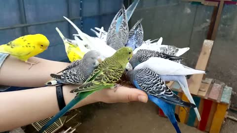 Budgies and Cockatiel Birds Playing and Feeding