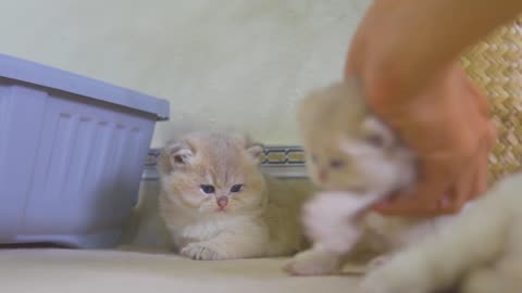 The first cry of Morning's kitten, and the development of three kittens in 15 days