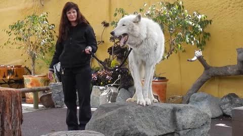 San Diego Zoo - White Arctic Wolf Howling