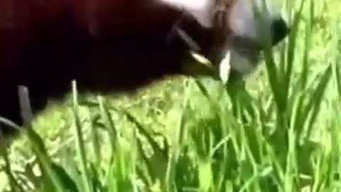 Red Panda Ginger Munches on Dandelion Stems