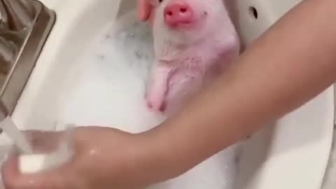 Pampered Piglet in Bathtub