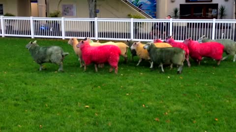 Coloured sheep run