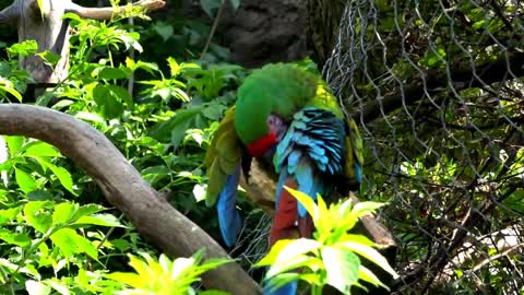 Most Beautiful Macaws on Planet Earth