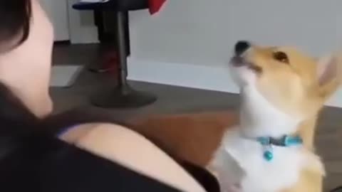 Very funny and cute little dog howling so cute