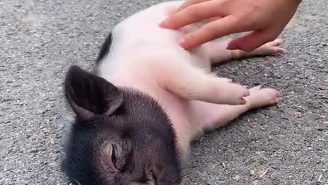Funny Baby Pig Video 2020 😂🐕 ! Try Not To Laugh