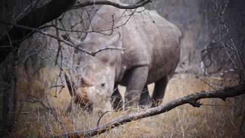 White rhinoceros in Kruger National Park