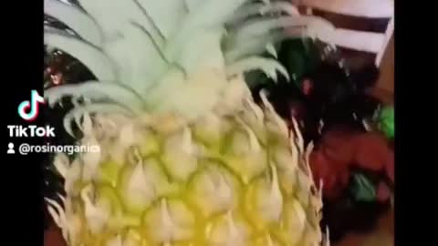 Pineapple Harvested
