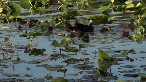 Very Cute Ducks Swimming in a Pond 2021.