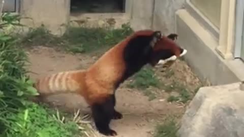 Red panda stands up after being scared🐻🐻🐻🐻🐻