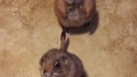 Adorable Prairie Dogs Begging For Treats
