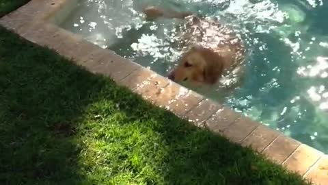 Dog swimming in pool