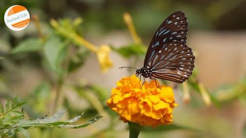 Cute Butterfly || Nature's Bloom