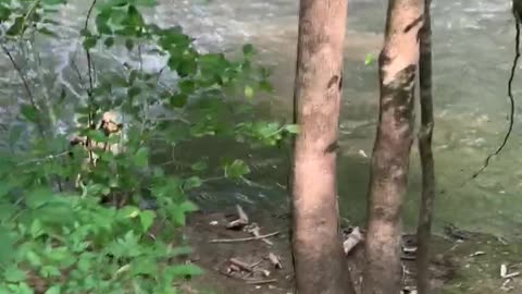 Nala Da Golden Retrieves from a Stream