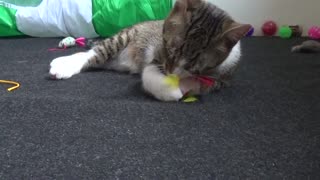 Small Cat Grooms the Toys