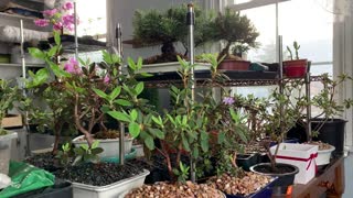 Indoor Plant Update