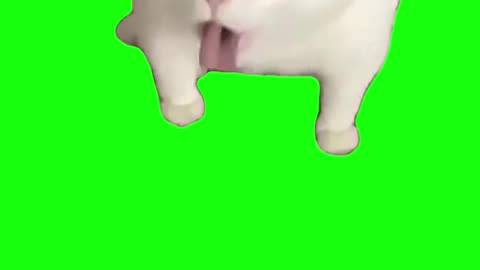 Gagging Cat | Green Screen