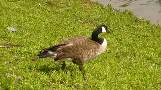 Limping goose gives happy tail wiggle when it reaches the water