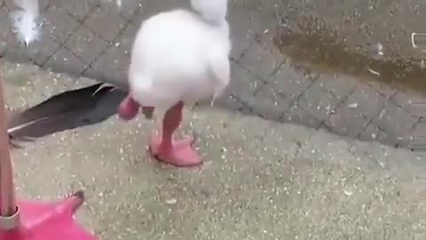 A baby flamingo learning how to stand on one leg.