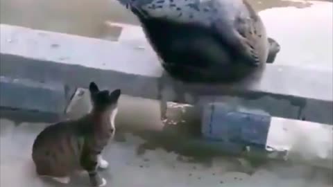 The cat shows the seal its place in the food chain.