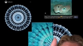 CYMATICS AND PUFFER FISH