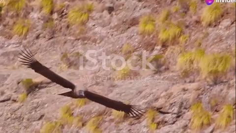 Majestic Andean Condor- Master of the Skies in South America