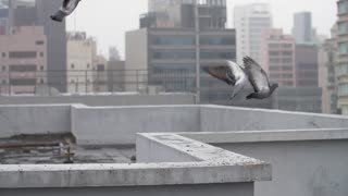 Couples Pigeons Fly Over Some Unique Roofs