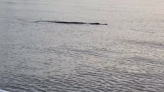 Aligator in salt water looking for prey.