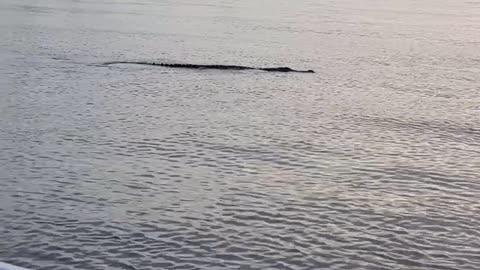 Aligator in salt water looking for prey.